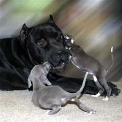 Cane Corso with Italian Greyhound Puppies